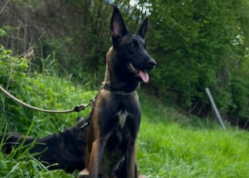 Darcy Lucillas Devil (Athena) 260210-022042