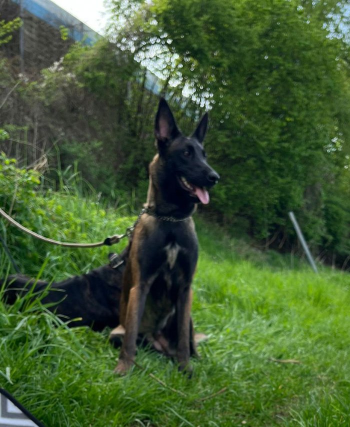 Darcy Lucillas Devil (Athena) 260210-022042