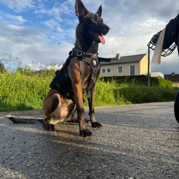 Darcy Lucillas Devil (Athena) 260210-022042