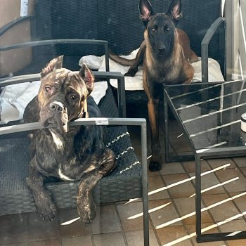 Darcy Lucillas Devil (Athena) 260210-022042