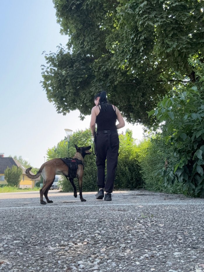 Darcy Lucillas Devil (Athena) 260210-022042