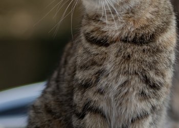 Didika 260311-161709