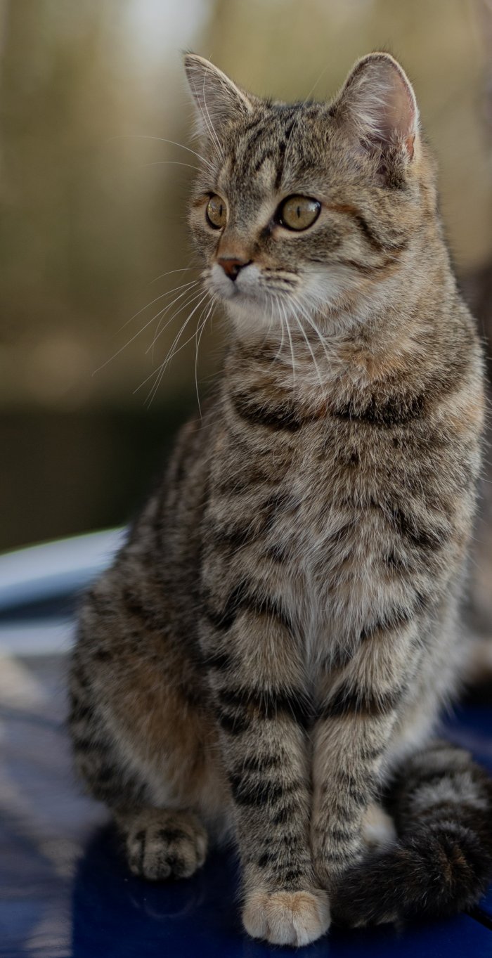 Didika 260311-161709