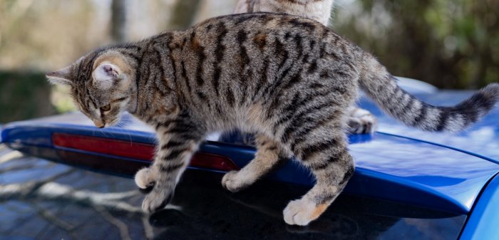 Didika 260311-161709