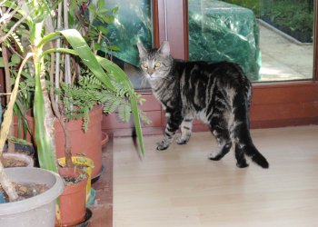 Diego-Petzi 260529-214019