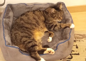 Django 260304-100912