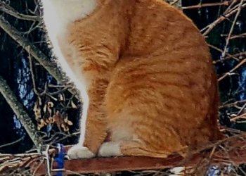 Dracko 260413-165625