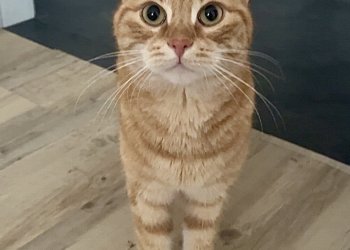 Eduard 260414-120558