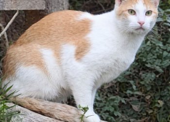 Unbekannt 260329-101033