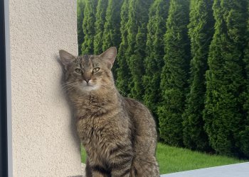 Felix 250727-212014