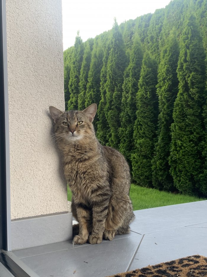 Felix 250727-212014