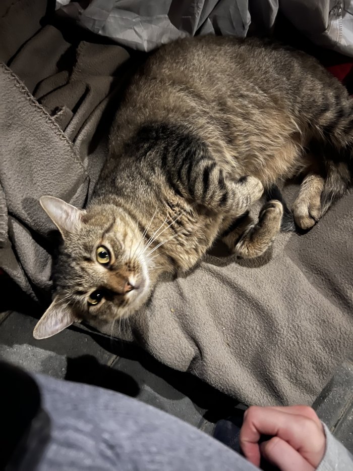 Felix 250727-212014