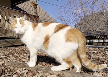Felix 260511-032342