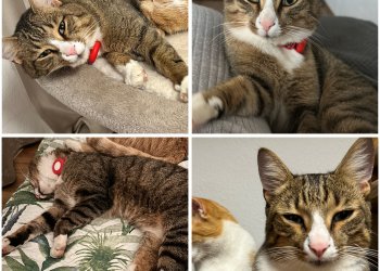 Ferdinand 260128-123200