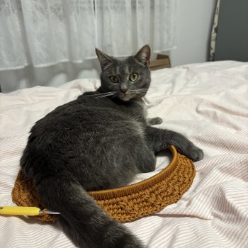 Fikusz 260422-184924