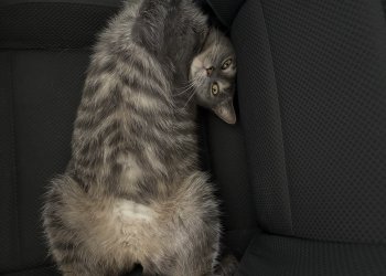 Fikusz 260422-184924