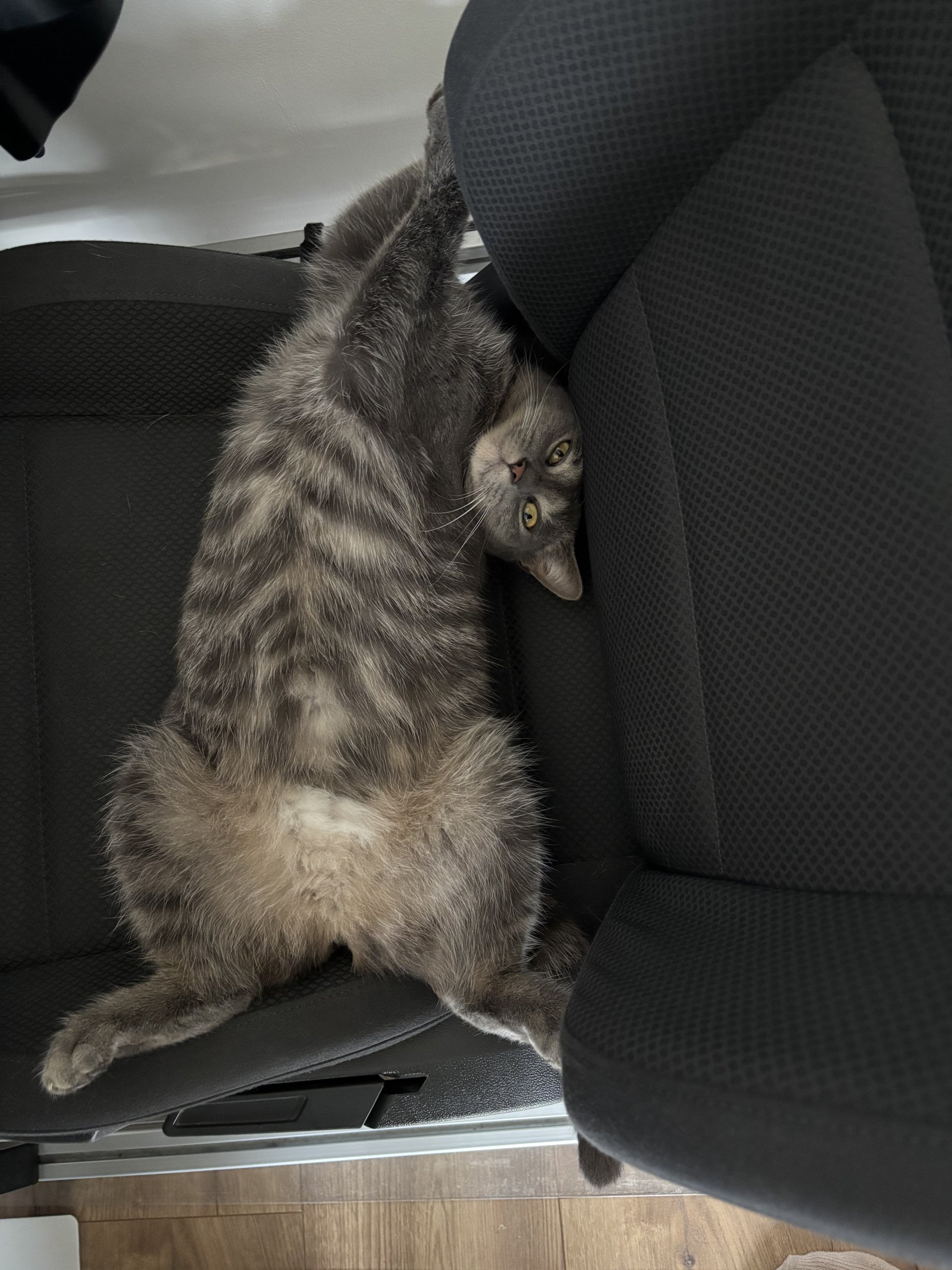 Fikusz 260422-184924