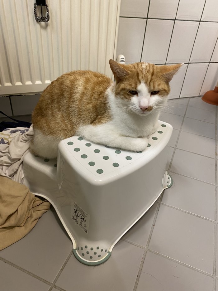 Findus 250824-205452