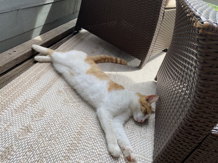 Findus 250824-205452