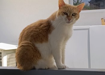 Finja 260505-085328