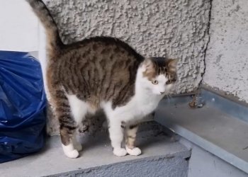 Finn 251027-083339