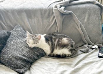 Flecki  260228-140409