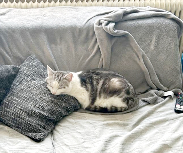 Flecki 260228-140409