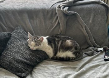 Flecki  260228-140409