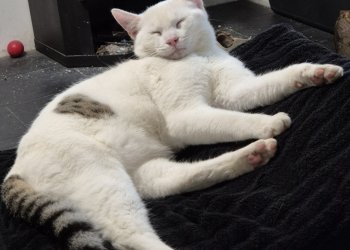 Flecki 260314-163121