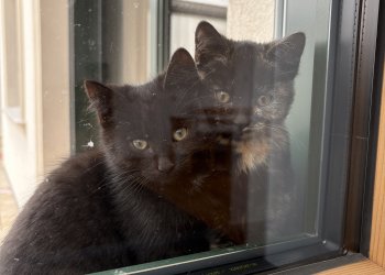 Flecki und Pünktchen 251029-084218