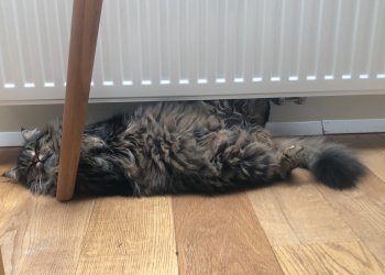 Flocke 250928-210937