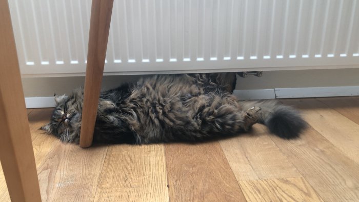 Flocke 250928-210937