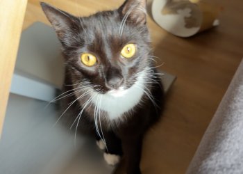 Flocki 260405-110039