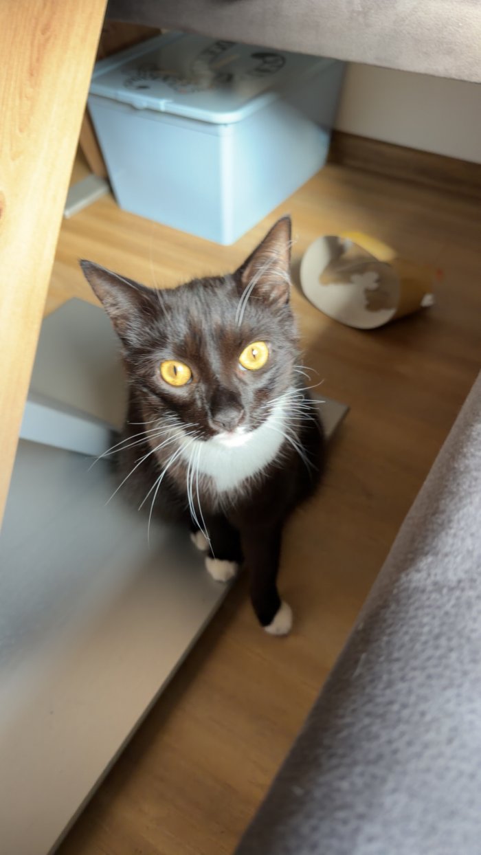 Flocki 260405-110039