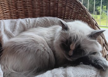 Flocky 251210-102600