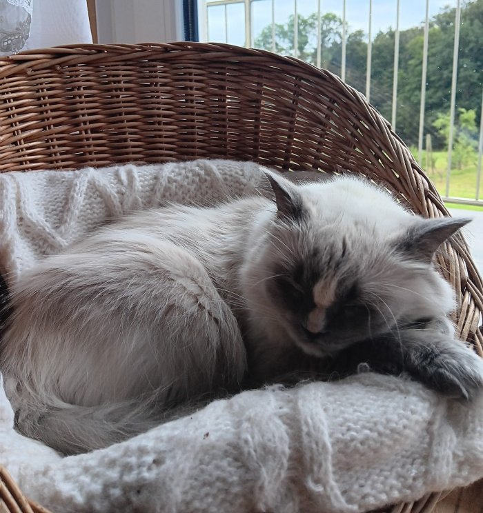 Flocky 251210-102600