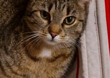 Freche Fritzi  251217-140212