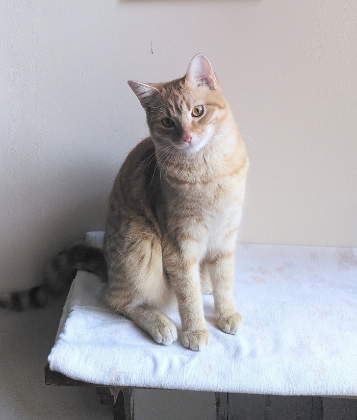 Fridolin 250813-133141