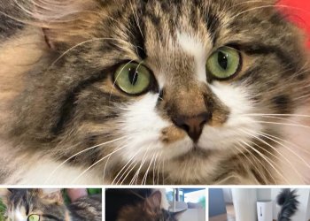 Fridolin 260407-092708