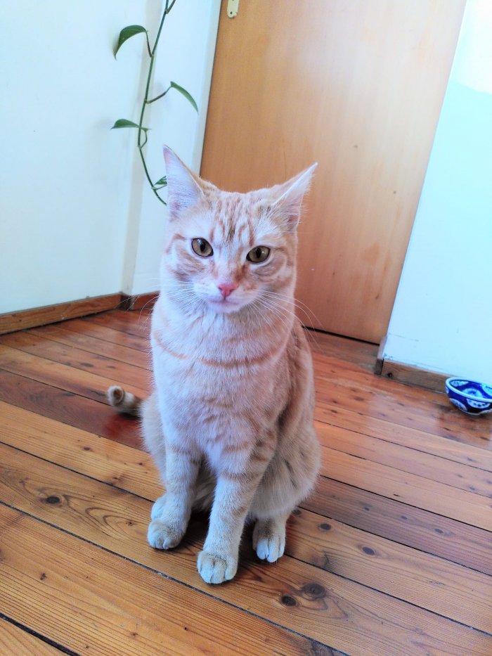 Fridolin 250813-133141