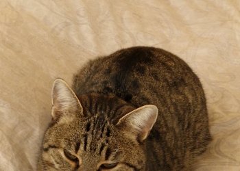 Freche Fritzi 251020-175811