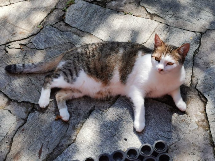 Funny  250818-175306