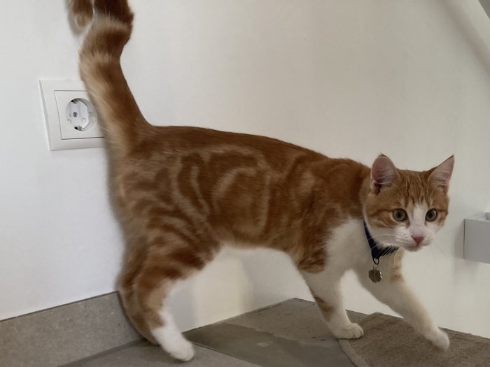Garfield 260501-210812