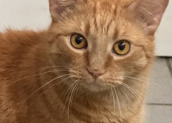 Garfield 251011-034826