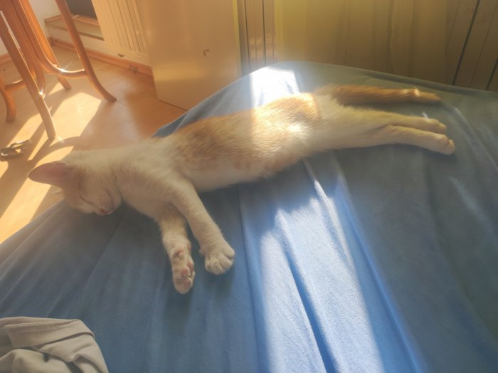 Garfield 250921-125051