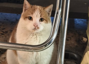 Garfield 260301-184434