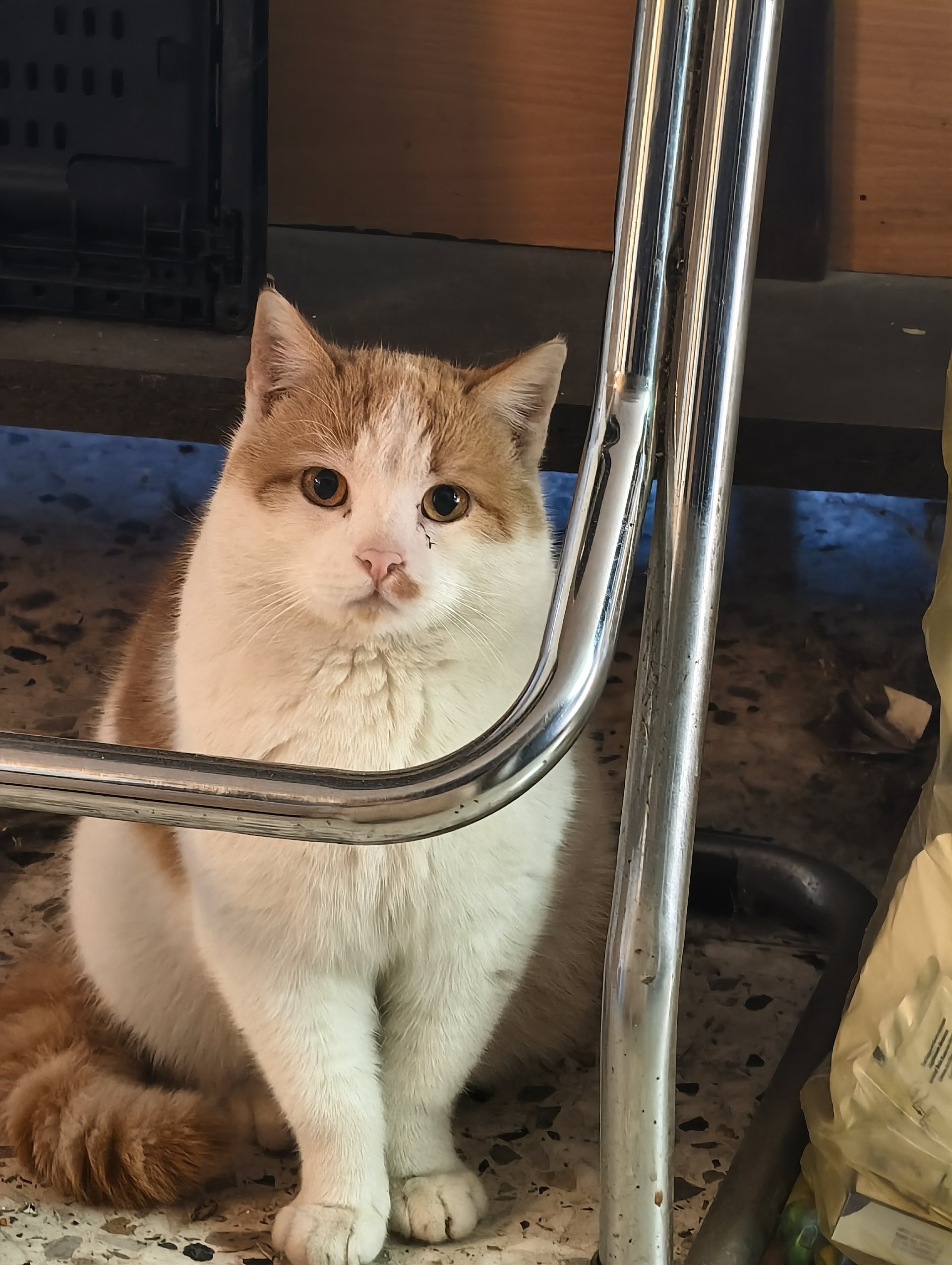 Garfield 260301-184434