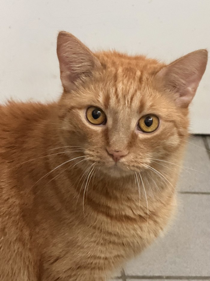 Garfield 251011-034826