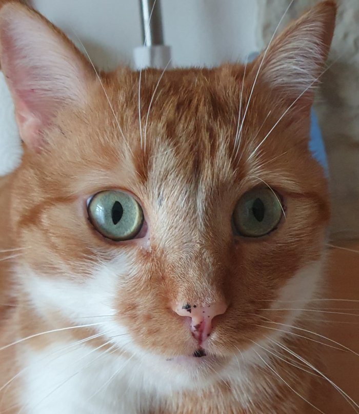 Gino 250912-200219