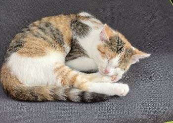 Goldie 260214-131958